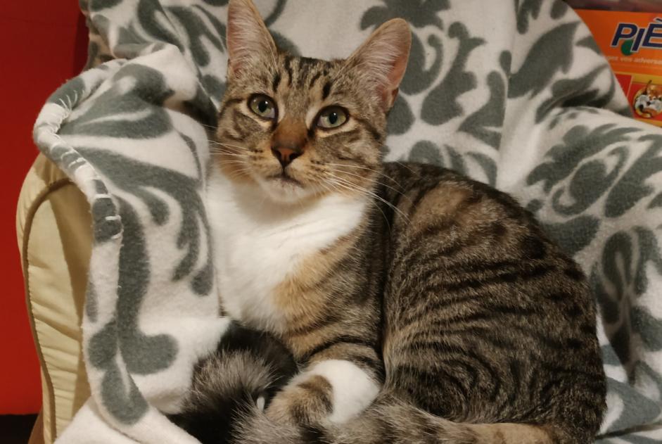 Disappearance alert Cat Male , 3 years Bressols France Disappearance alert Cat Male , 3 years Bressols France