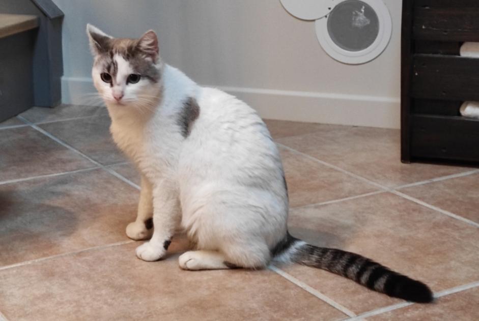 Discovery alert Cat Male , Between 9 and 12 months Montbartier France Discovery alert Cat Male , Between 9 and 12 months Montbartier France
