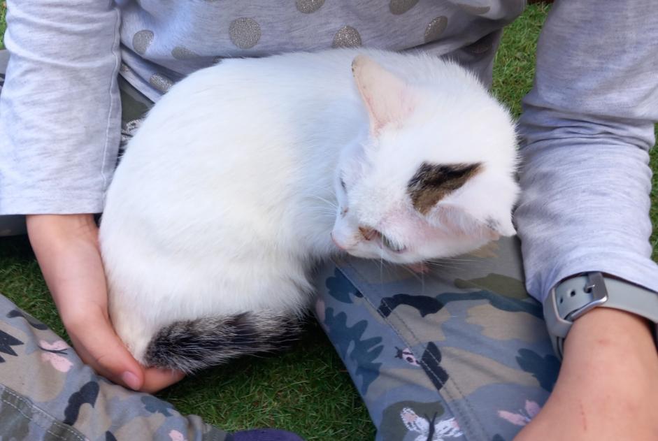 Discovery alert Cat Female Castelsarrasin France