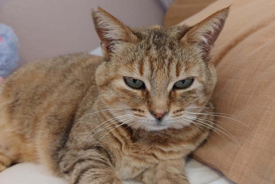 Discovery alert Cat Unknown Montauban France