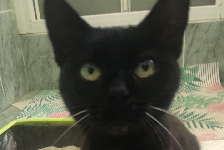 Discovery alert Cat Female Lamagistère France