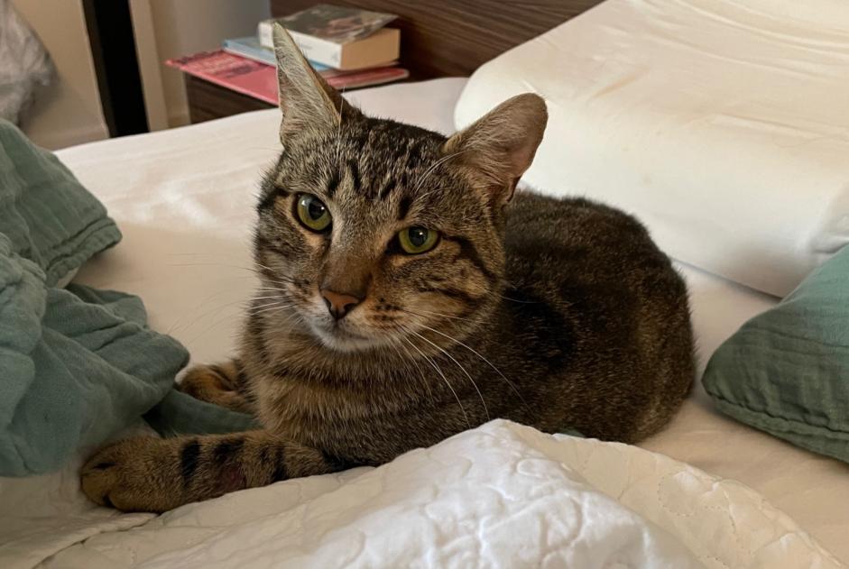 Discovery alert Cat Unknown Montauban France