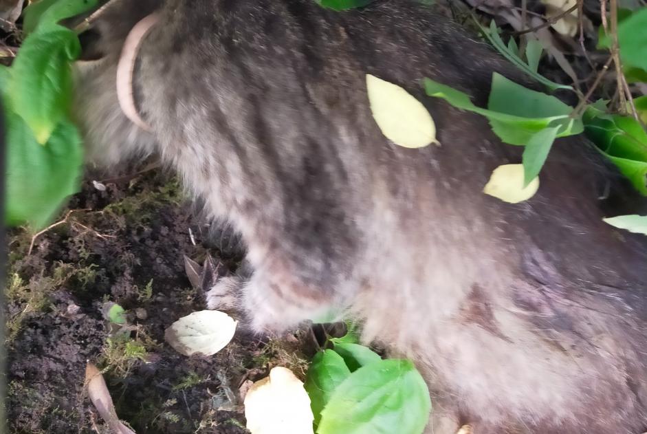 Discovery alert Cat Unknown Moissac France