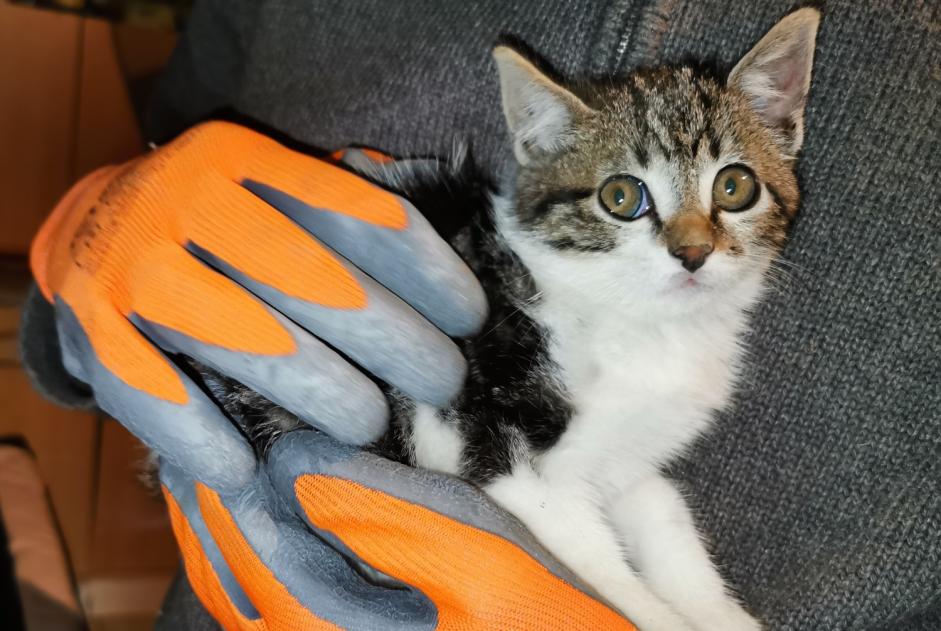 Discovery alert Cat Unknown Castelmayran France