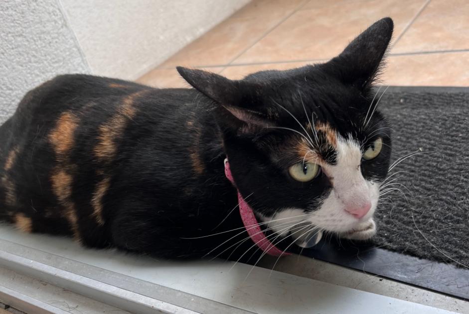 Discovery alert Cat Unknown Montauban France
