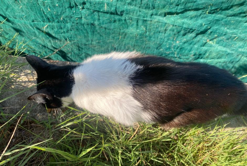 Discovery alert Cat Unknown Montastruc France