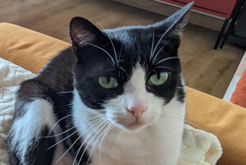 Disappearance alert Cat Male , 7 years Durfort-Lacapelette France
