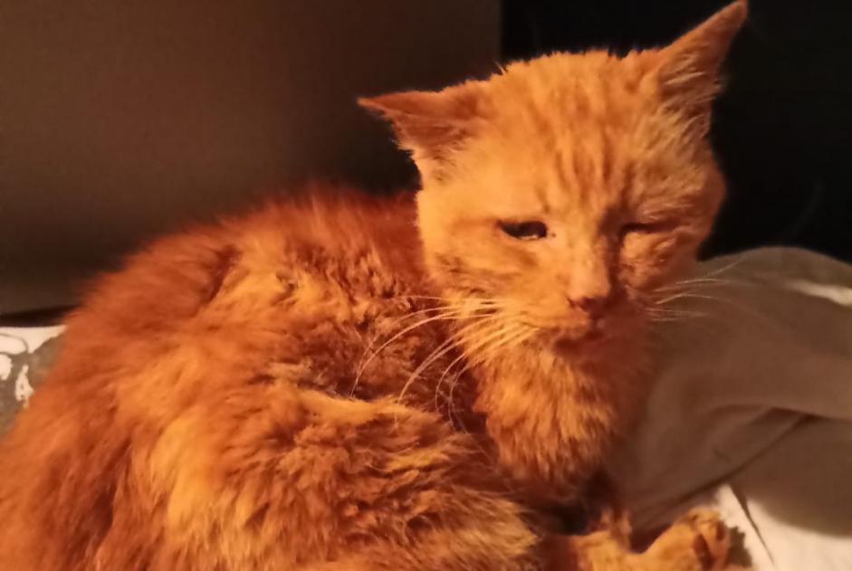 Discovery alert Cat Male Montauban France