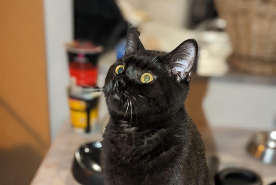 Alerta de Desaparición Gato  Macho , 1 años Bourret Francia