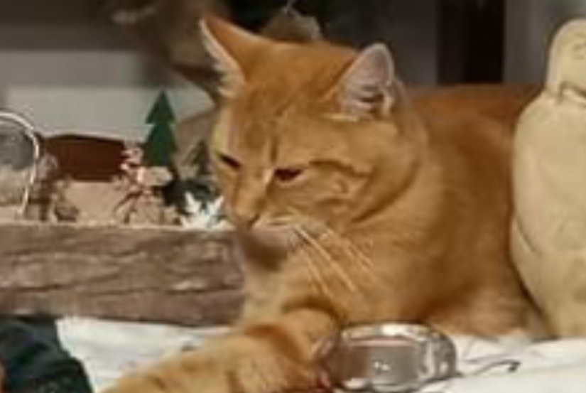 Alerta de Desaparición Gato cruce  Hembra , 2 años Saint-Vincent-Lespinasse Francia