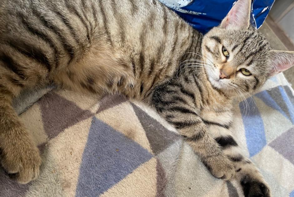 Alerta de Hallazgo Gato Hembra Lamagistère Francia