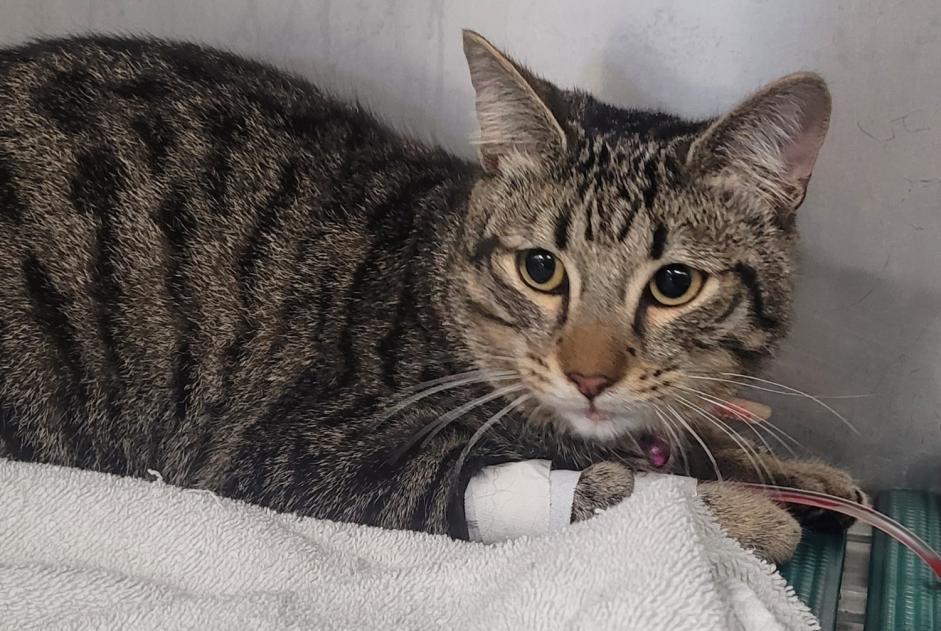 Alerta de Hallazgo Gato cruce  Macho Valence Francia Alerta de Hallazgo Gato cruce  Macho Valence Francia