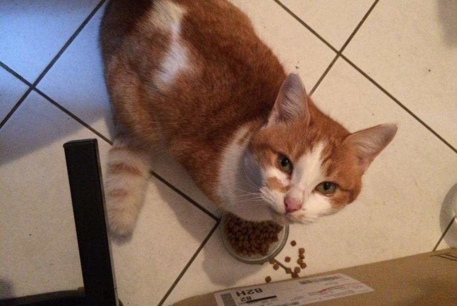 Alerte Découverte Chat croisement  Femelle , Entre 7 et 9 mois Valence d'Agen France