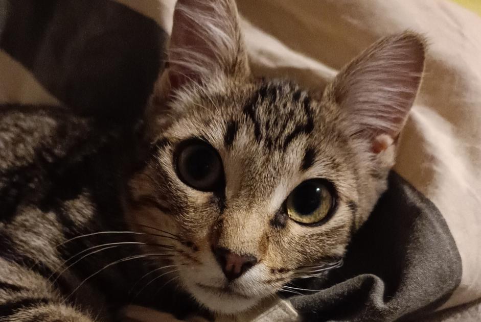 Alerte Découverte Chat Mâle Septfonds France