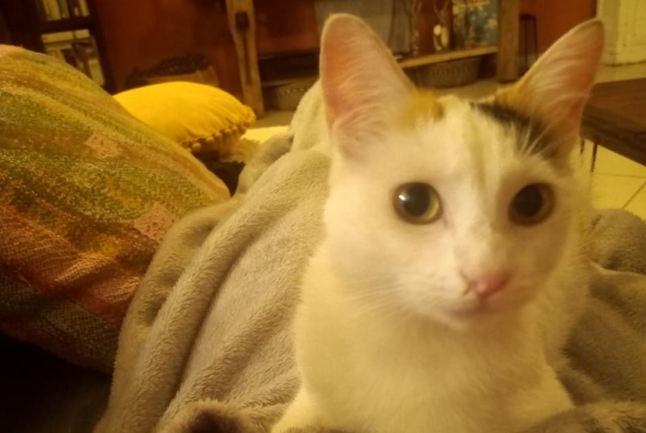 Alerte Découverte Chat Femelle Verdun-sur-Garonne France