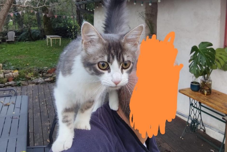 Alerte Disparition Chat  Femelle , 2 ans Saint-Cirq France