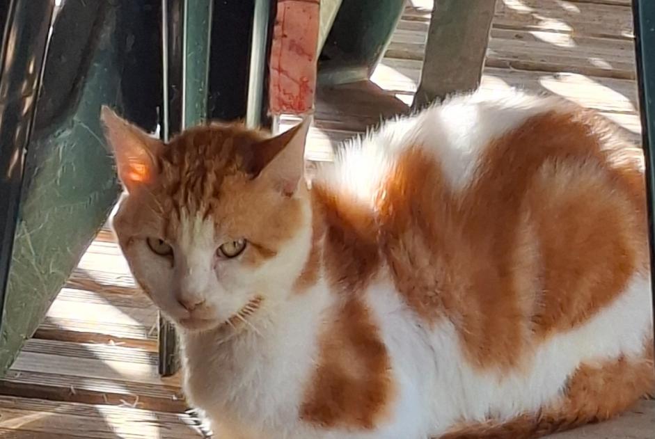 Alerte Découverte Chat croisement  Mâle Lafrançaise France