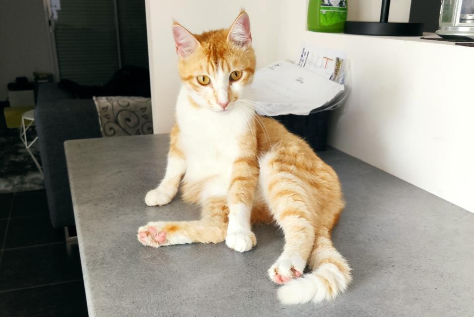 Avviso scomparsa Gatto Maschio , 3 anni La Ville-Dieu-du-Temple Francia