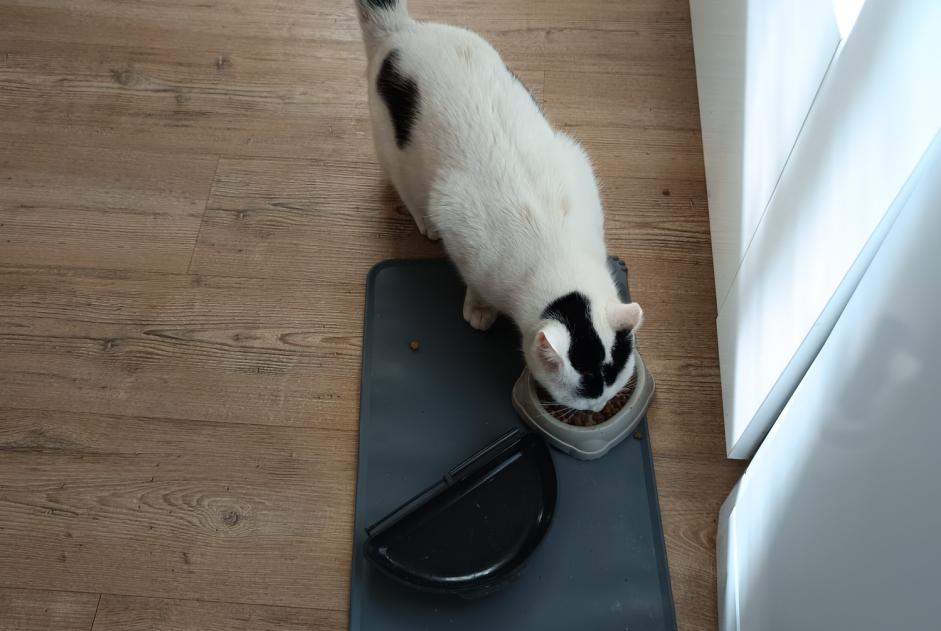 Avviso Ritrovamento Gatto  Maschio Montbeton Francia