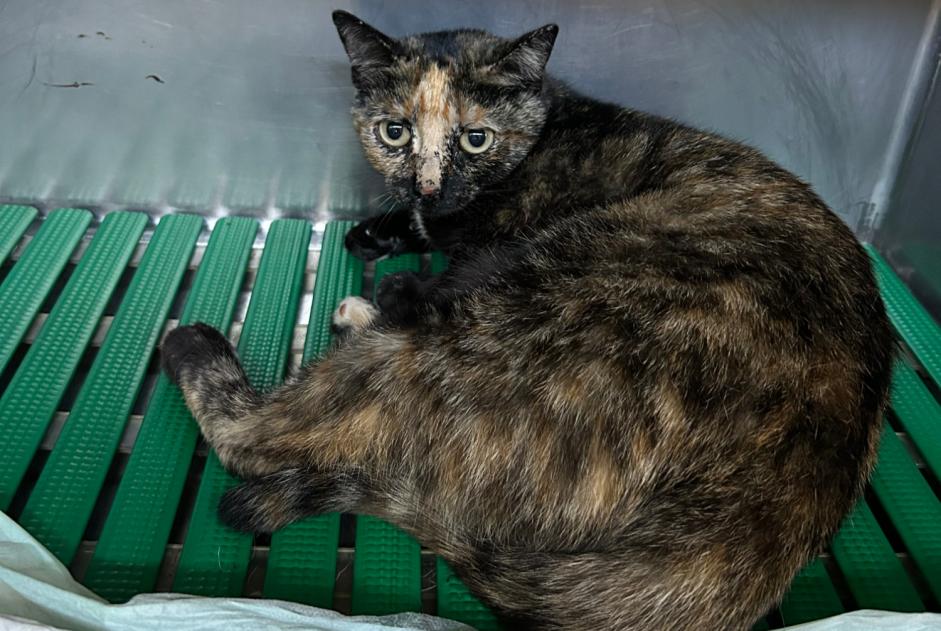 Ontdekkingsalarm Kat Vrouwtje Nègrepelisse Frankrijk