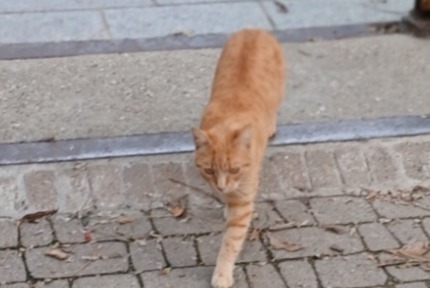 Ontdekkingsalarm Kat rassenvermenging  Onbekend Montauban Frankrijk