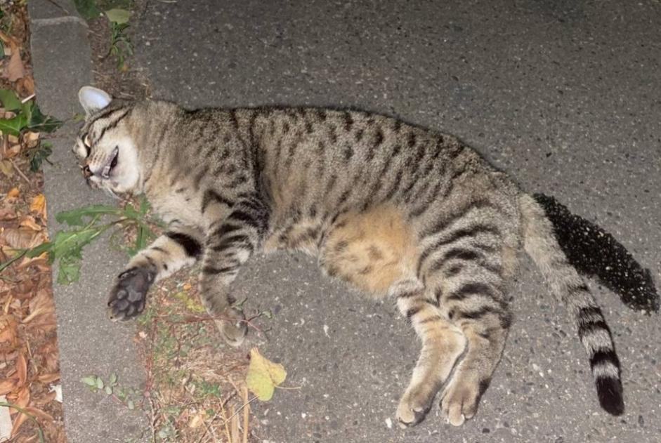 Alerta descoberta Gato Desconhecido Montauban France Alerta descoberta Gato Desconhecido Montauban France
