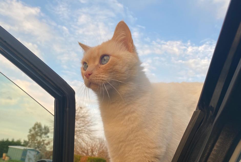 Alerta desaparecimento Gato  Macho , 7 anos Monbéqui France