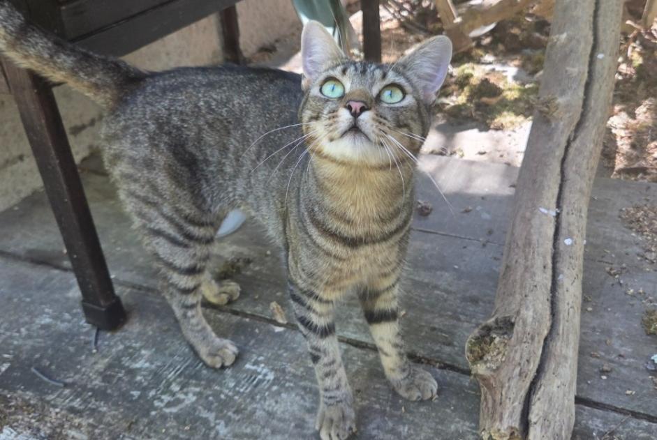 Alerta descoberta Gato  Desconhecido Espinas France
